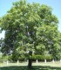 Juglans Regia / Noyer Commun