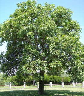 Juglans Regia / Noyer Commun