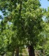 Juglans Nigra / Noyer Noir D'Amerique