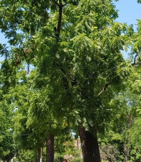 Juglans Nigra / Noyer Noir D'Amerique