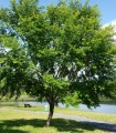 Ulmus Resista® Sapporo Autumn Gold / Orme Resista® Sapporo Autumn Gold
