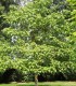 Paulownia Tomentosa