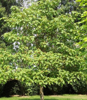 Paulownia Tomentosa