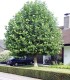 Platanus Acerifolia / Platane à feuilles D'Erable