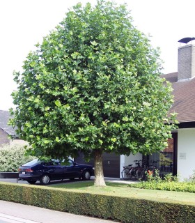 Platanus Acerifolia / Platane à feuilles D'Erable