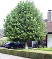 Platanus Acerifolia / Platane à feuilles D'Erable