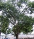 Sophora Japonica / Sophora Du Japon