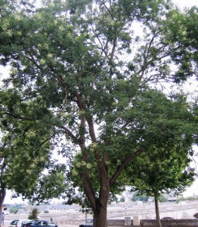 Sophora Japonica / Sophora Du Japon
