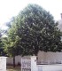 Tilia Tomentosa / Tilleul Argente