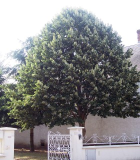 Tilia Tomentosa / Tilleul Argente