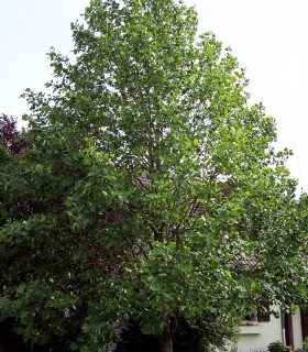 Liriodendron Tulipifera / Tulipier de Virginie