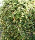 Lonicera Japonica Halliana / Chevrefeuille Halliana