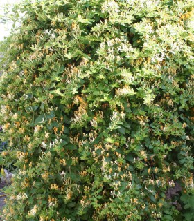 Lonicera Japonica Halliana / Chevrefeuille Halliana