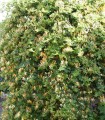Lonicera Japonica Hall's Prolific / Chevrefeuille Hall's Prolific