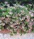 Lonicera Heckrotii Goldflame / Chevrefeuille Heckrotii  Goldflame