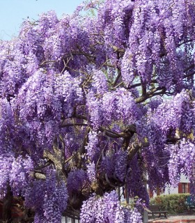 Wisteria Sinensis Bleue / Glycine de Chine Bleue
