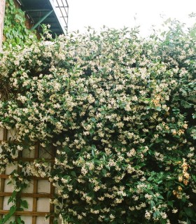 Trachelospermum Jasminoïdes / Jasmin Etoile
