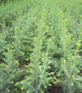 Picea Abies / Epicea Commun