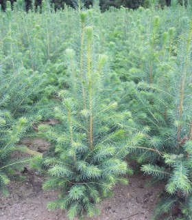 Picea Sitchensis Origine Forestière  / Epicea de Sitka