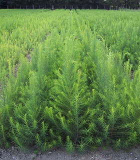 Larix Eurolepis / Meleze Hybride