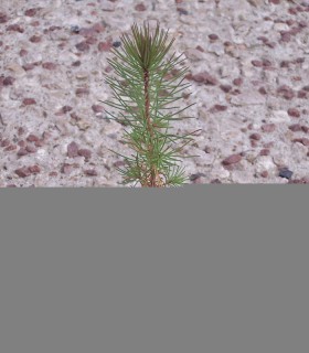 Pinus Pinaster / Pin Maritime, Des Landes
