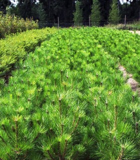 Pinus Nigra Austriaca / Pin Noir D'Autriche