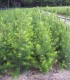 Pseudotsuga Menziesii Origine Forestière / Sapin de Douglas