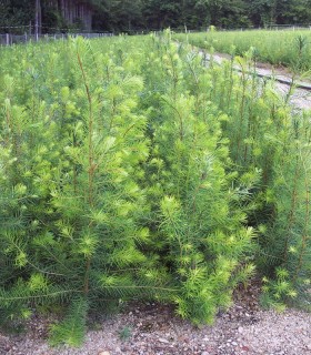 Pseudotsuga Menziesii Origine Forestière / Sapin de Douglas