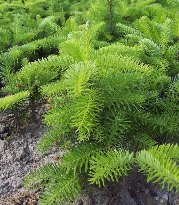 Abies Nordmanniana / Sapin de Nordmann