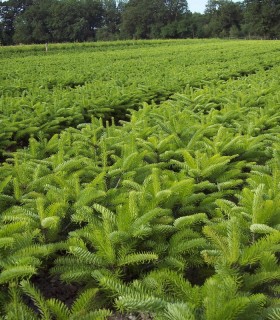 Abies Nordmanniana / Sapin de Nordmann