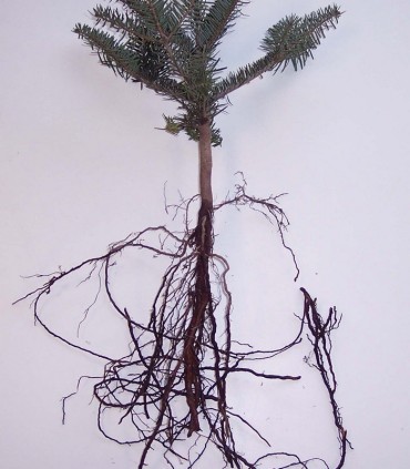 Abies Nordmanniana / Sapin de Nordmann