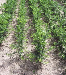 Abies Grandis / Sapin de Vancouver