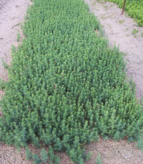 Cedrus Atlantica Origine Forestière / Cèdre de L'Atlas
