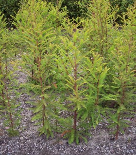 Taxodium Distichum / Cyprès Chauve