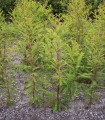 Taxodium Distichum / Cyprès Chauve