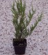 Cupressocyparis Leylandii / Cyprès de Leyland