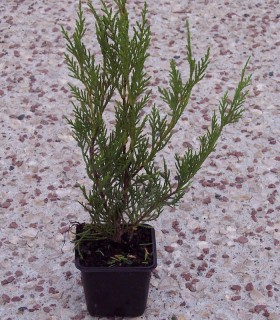 Cupressocyparis Leylandii / Cyprès de Leyland