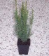 Taxus Baccata / If Commum