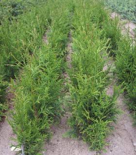 Thuja Plicata / Thuya de Lobb