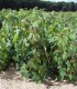 Acer Pseudoplatanus / Erable Sycomore