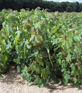 Acer Pseudoplatanus / Erable Sycomore
