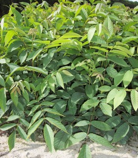 Juglans Nigra / Noyer Noir D'Amerique