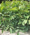 Juglans Nigra Origine Forestière / Noyer Noir D'Amerique