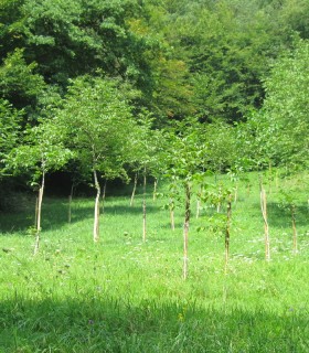 Juglans Regia / Noyer Commum