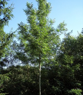 Juglans Hybride Origine Forestière / Noyer Hybride