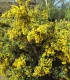 Ulex Europaeus / Ajonc