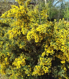 Ulex Europaeus / Ajonc