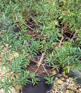 Hippophae Rhamnoides / Argousier