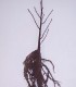 Alnus Incana / Aulne Blanc