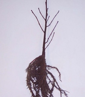 Alnus Incana / Aulne Blanc
